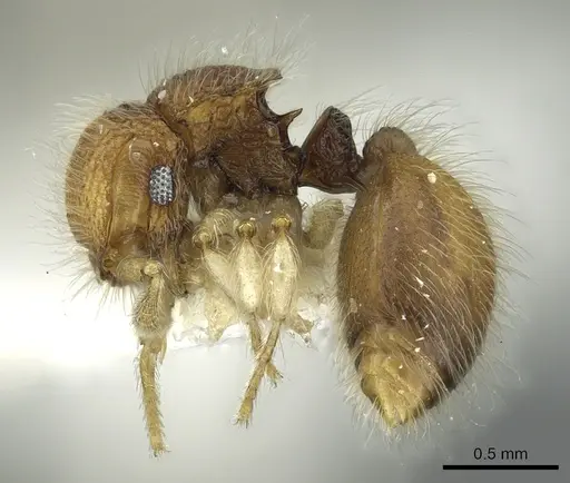 Meranoplus borneensis specimen CASENT0902030 image casent0902030_3