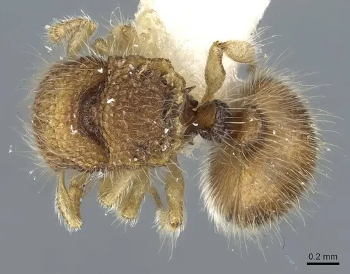 Meranoplus borneensis specimen CASENT0911193 image casent0911193_1