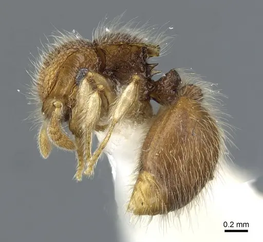 Meranoplus borneensis specimen CASENT0911193 image casent0911193_3