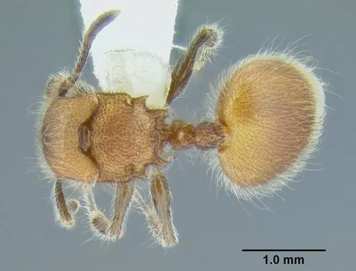 Meranoplus castaneus specimen CASENT0106276 image casent0106276_1