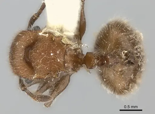 Meranoplus castaneus specimen CASENT0217855 image casent0217855_1