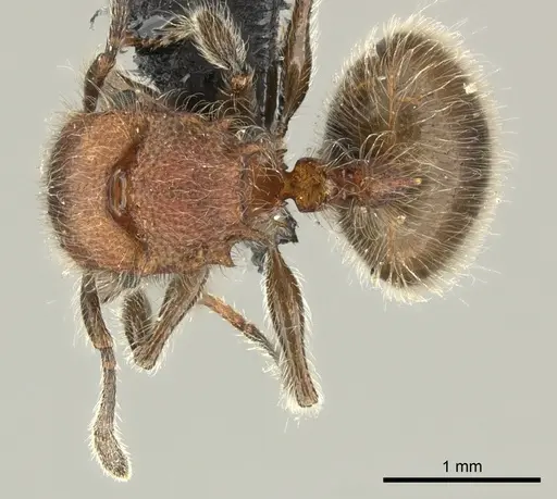 Meranoplus castaneus specimen CASENT0270020 image casent0270020_1