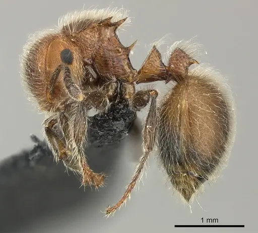 Meranoplus castaneus specimen CASENT0270020 image casent0270020_3