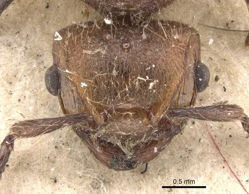 Meranoplus castaneus specimen CASENT0901456 image casent0901456_2