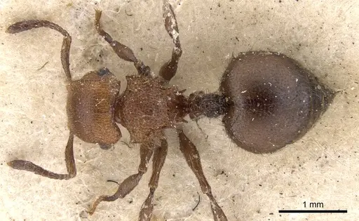 Meranoplus castaneus specimen CASENT0901457 image casent0901457_1