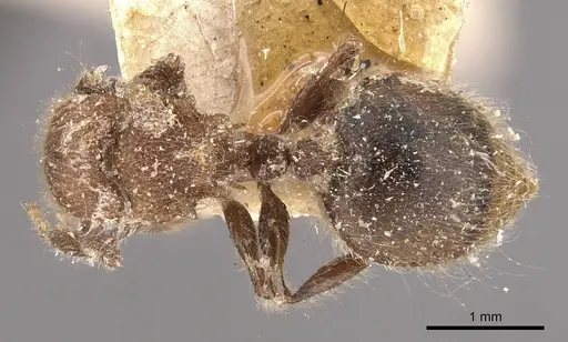 Meranoplus castaneus specimen CASENT0908935 image casent0908935_1