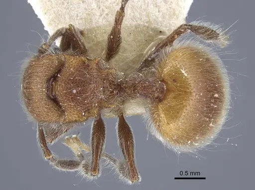 Meranoplus castaneus specimen CASENT0917026 image casent0917026_1