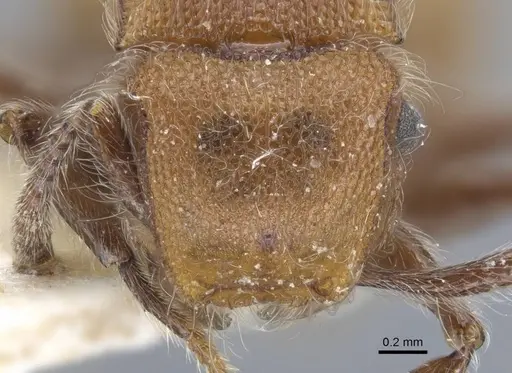 Meranoplus castaneus specimen CASENT0917026 image casent0917026_2