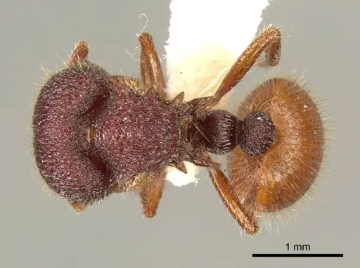 Meranoplus christinae specimen CASENT0919718 image casent0919718_1