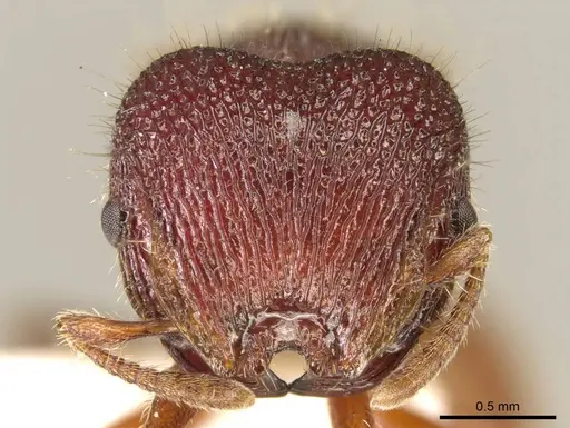 Meranoplus christinae specimen CASENT0919718 image casent0919718_2