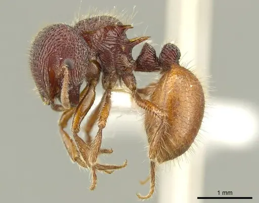 Meranoplus christinae specimen CASENT0919718 image casent0919718_3