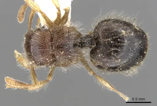 Meranoplus clypeatus specimen CASENT0902017 image casent0902017_1