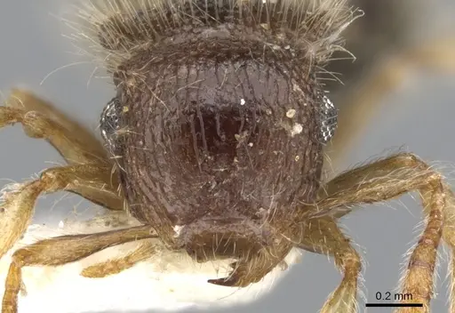 Meranoplus clypeatus specimen CASENT0902017 image casent0902017_2
