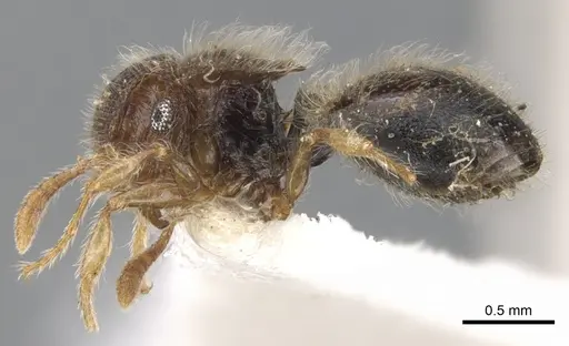 Meranoplus clypeatus specimen CASENT0902017 image casent0902017_3