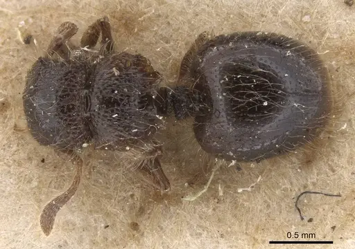 Meranoplus clypeatus specimen CASENT0913743 image casent0913743_1