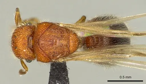 Meranoplus cryptomys specimen CASENT0132374 image casent0132374_1