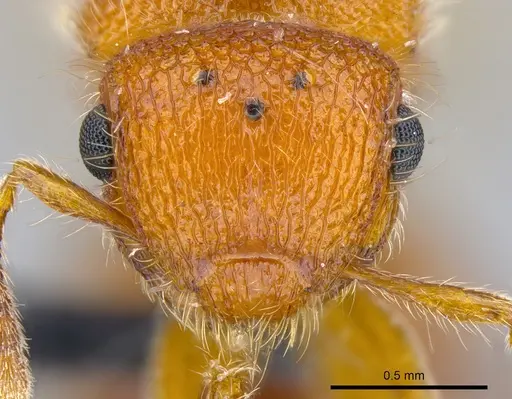 Meranoplus cryptomys specimen CASENT0132374 image casent0132374_2