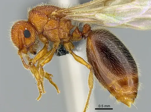 Meranoplus cryptomys specimen CASENT0132374 image casent0132374_3