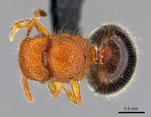 Meranoplus cryptomys specimen CASENT0440939 image casent0440939_1
