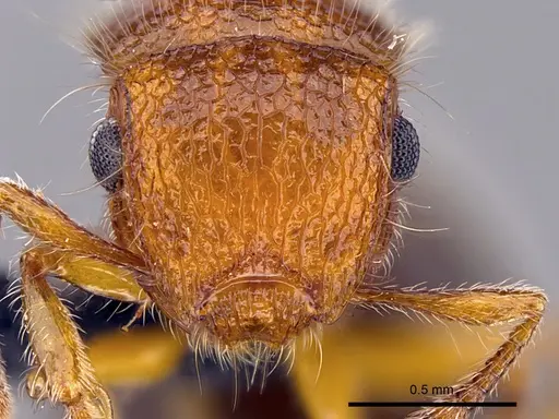 Meranoplus cryptomys specimen CASENT0440939 image casent0440939_2