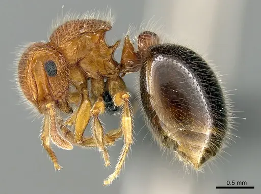 Meranoplus cryptomys specimen CASENT0440939 image casent0440939_3