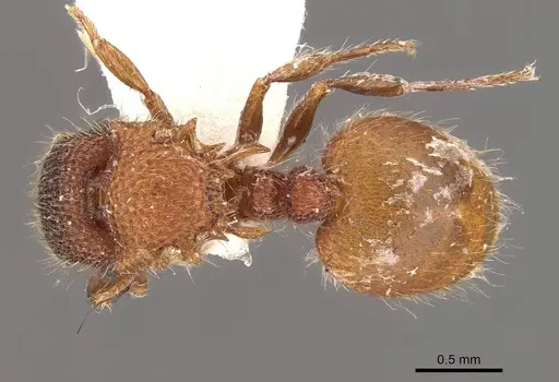 Meranoplus curvispina specimen CASENT0908948 image casent0908948_1