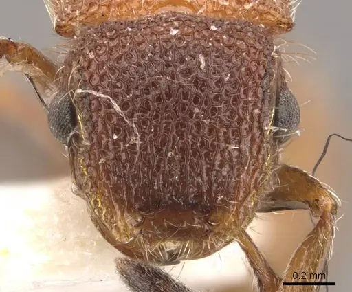 Meranoplus curvispina specimen CASENT0908948 image casent0908948_2