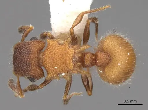 Meranoplus curvispina specimen CASENT0922920 image casent0922920_1