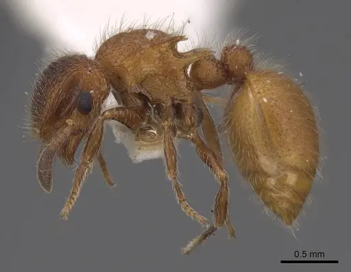 Meranoplus curvispina specimen CASENT0922920 image casent0922920_3