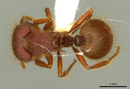 Meranoplus deserticola specimen CASENT0919719 image casent0919719_1