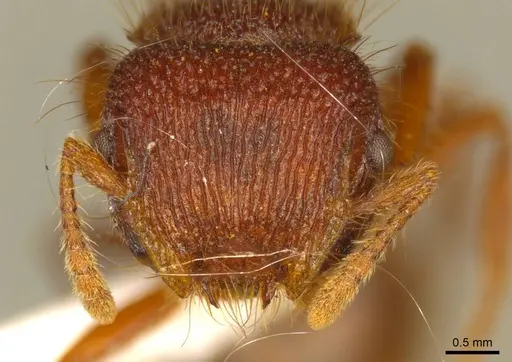 Meranoplus deserticola specimen CASENT0919719 image casent0919719_2