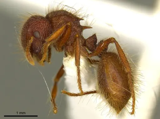 Meranoplus deserticola specimen CASENT0919719 image casent0919719_3