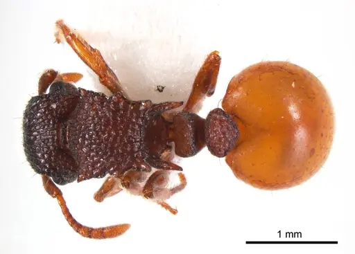 Meranoplus dimidiatus specimen ANTWEB1008667 image antweb1008667_1