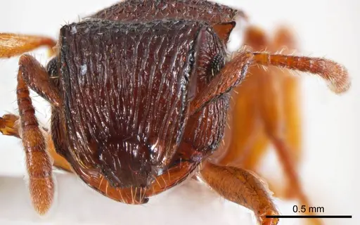 Meranoplus dimidiatus specimen ANTWEB1008667 image antweb1008667_2