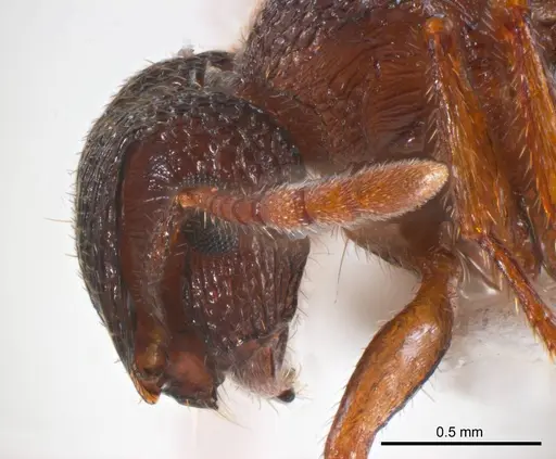 Meranoplus dimidiatus specimen ANTWEB1008667 image antweb1008667_3