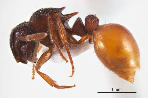 Meranoplus dimidiatus specimen ANTWEB1008667 image antweb1008667_4