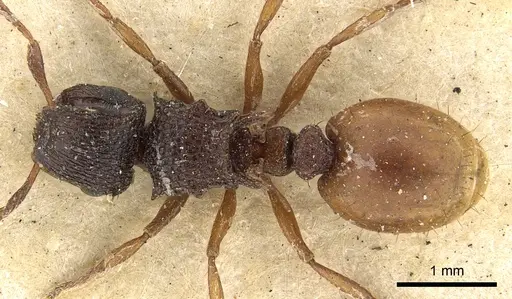 Meranoplus dimidiatus specimen CASENT0902043 image casent0902043_1