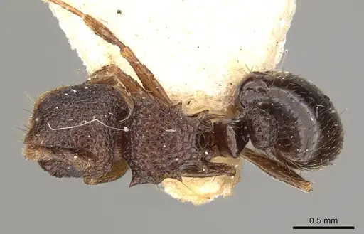 Meranoplus dimidiatus specimen CASENT0914053 image casent0914053_1