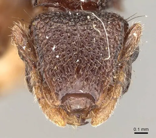 Meranoplus dimidiatus specimen CASENT0914053 image casent0914053_2