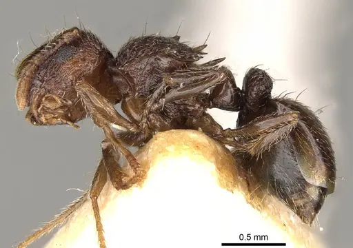 Meranoplus dimidiatus specimen CASENT0914053 image casent0914053_3
