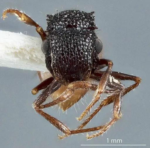 Meranoplus dimidiatus specimen JDM32-003298 image jdm32-003298_2