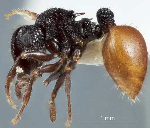Meranoplus dimidiatus specimen JDM32-003298 image jdm32-003298_3