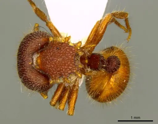 Meranoplus diversoides specimen CASENT0919720 image casent0919720_1