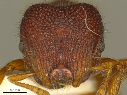 Meranoplus diversoides specimen CASENT0919720 image casent0919720_2