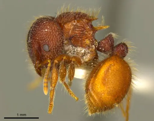 Meranoplus diversoides specimen CASENT0919720 image casent0919720_3