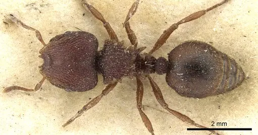 Meranoplus diversus specimen CASENT0902044 image casent0902044_1