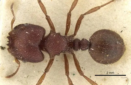 Meranoplus diversus specimen CASENT0902045 image casent0902045_1