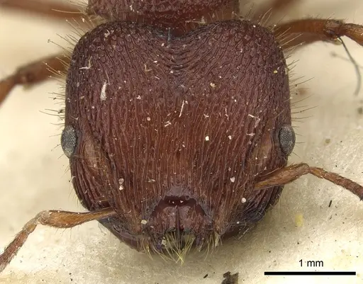 Meranoplus diversus specimen CASENT0902045 image casent0902045_2