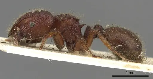 Meranoplus diversus specimen CASENT0902045 image casent0902045_3