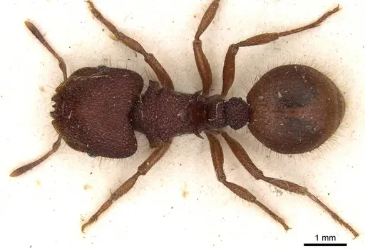 Meranoplus diversus specimen CASENT0914054 image casent0914054_1
